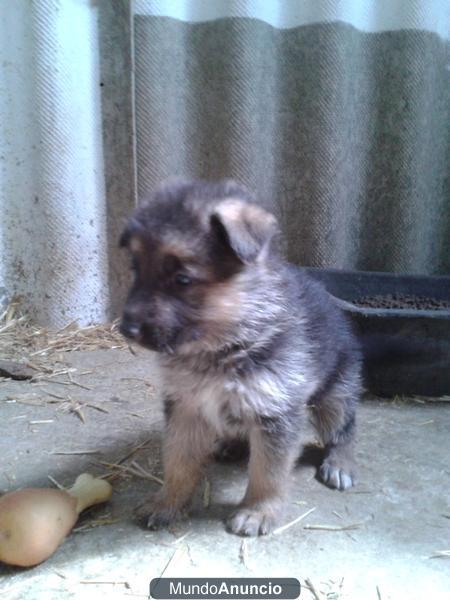 Excelentes cachorros de Pastor Alemán con Pedigree