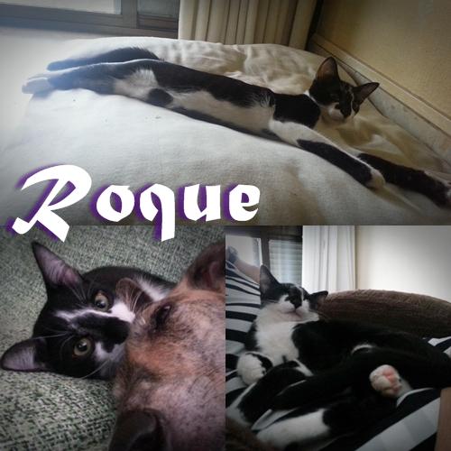 ROQUE. Muñequito felino busca un hogar