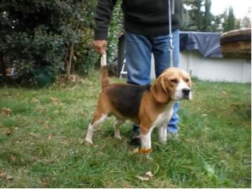 Beagle, macho 10 meses.