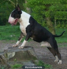 Bull terrier - mejor precio | unprecio.es