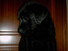 cachorros LABRADOR RETRIEVER con PEDIGREE - mejor precio | unprecio.es
