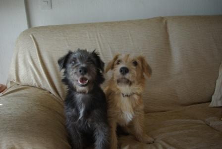 Didi y Dexter, dos cachorritos 6 meses en adopción.