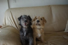 Didi y Dexter, dos cachorritos 6 meses en adopción. - mejor precio | unprecio.es