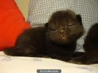 Gatos persas - mejor precio | unprecio.es