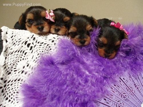 hembra de yorkshire terrier busca novio -