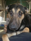 MIKA- MESTIZA PASTOR ALEMAN 1 AÑITO EN ADOPCION-MURCIA‏ - mejor precio | unprecio.es