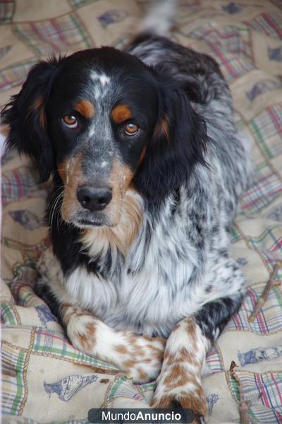 Precioso perrito cruce de setter