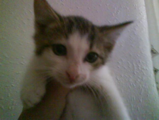 Silver gatito de 1,5 meses en adopcion.VALENCIA