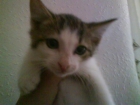 Silver gatito de 1,5 meses en adopcion.VALENCIA - mejor precio | unprecio.es