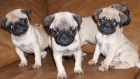 Tu Carlino, lo vendo a muy buen precio - mejor precio | unprecio.es