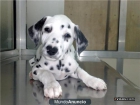 vendo cachorro de dalmata - mejor precio | unprecio.es