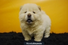 Actualemte disponibles CHOW CHOW en color canela o blanco - mejor precio | unprecio.es