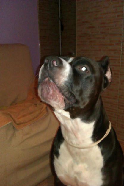 American Pitbull Terrier Busca Hembra