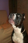 American Pitbull Terrier Busca Hembra - mejor precio | unprecio.es