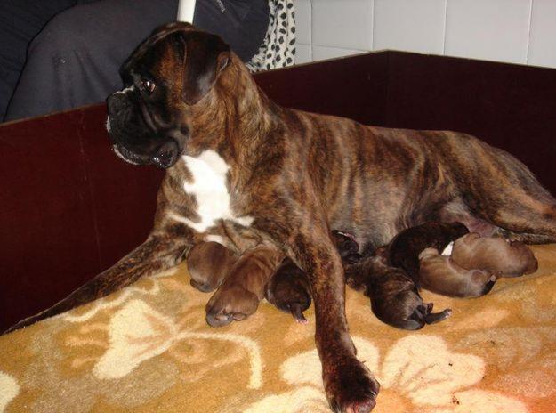 BOXER -EXCELENTES CACHORROS