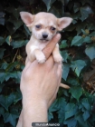 CACHORRO CHIHUAHUA 400€ - mejor precio | unprecio.es