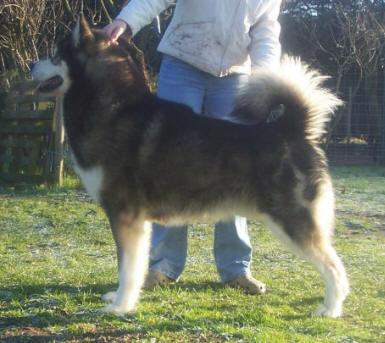 CACHORROS ALASKAN MALAMUTE