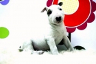 Camada Bullterrier y de Staffordshire Bullterrier - Cachorros para Entregar - www.animalflower.es - mejor precio | unprecio.es