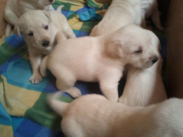 camada de 7 labradores