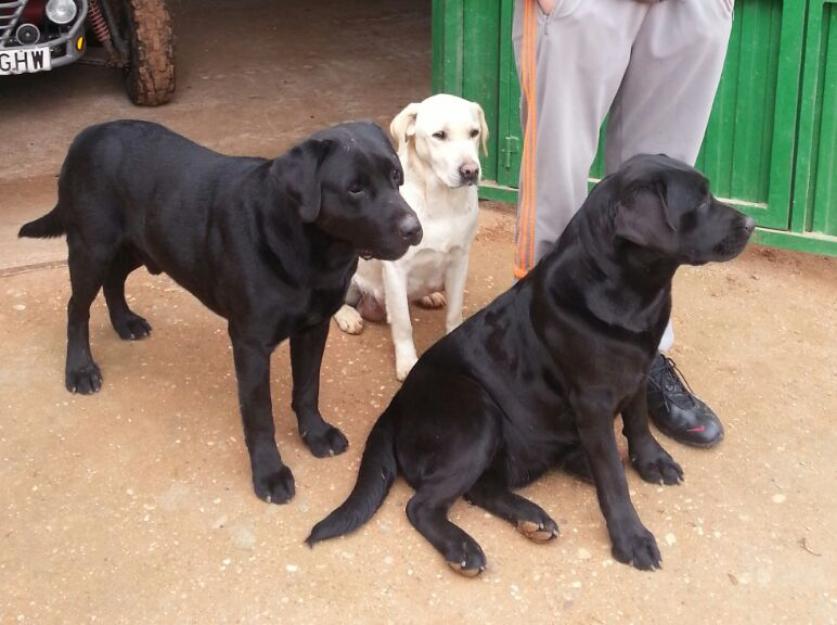 Camada de labradores