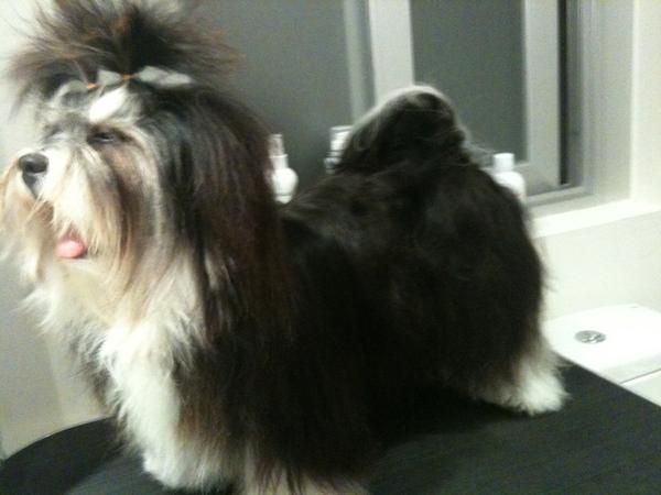 Lhasa Apso 1 año hembra