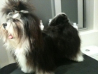 Lhasa Apso 1 año hembra - mejor precio | unprecio.es