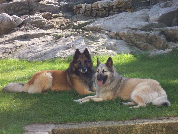 Perros Pastor Belga Tervueren