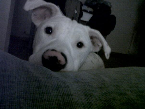 se ofrece en pitbull de un año de edad