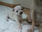 se venden 2 hembras y 1 macho chihuahua - mejor precio | unprecio.es