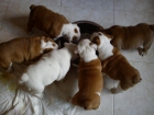 Se venden Bulldog-Ingles - mejor precio | unprecio.es