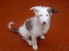 Snoopy y Golfo, cachorros encantadores abandonados a su suerte, urge adopción - mejor precio | unprecio.es