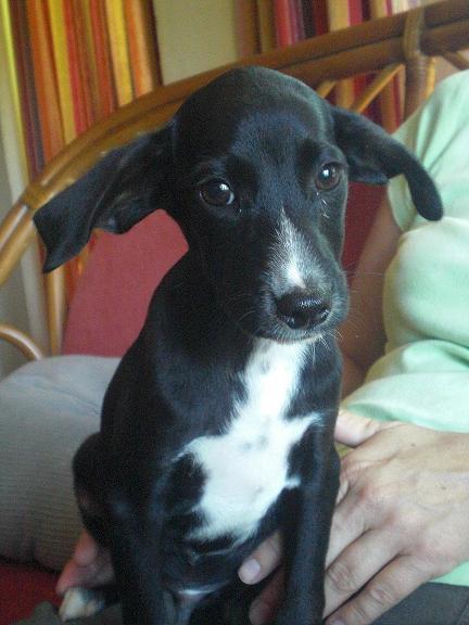 TEO, cachorro de 4 meses busca hogar