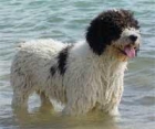 VENDO CACHORROS DE AGUA!!! - mejor precio | unprecio.es