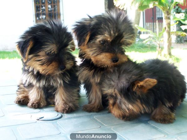 YORKSHIRE  CACHORRITAS DE CALIDAD