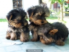 YORKSHIRE  CACHORRITAS DE CALIDAD - mejor precio | unprecio.es