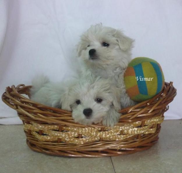 Preciosos cachorritos de Maltés