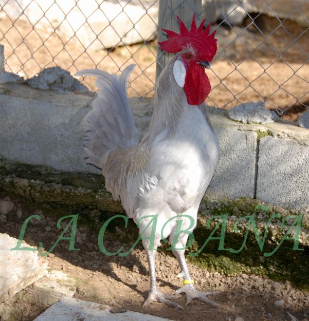 Gallinas de raza andaluza sureña