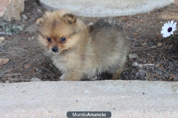 cachorra  pomerania tamaño muy pequeña