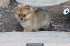 cachorra  pomerania tamaño muy pequeña - mejor precio | unprecio.es