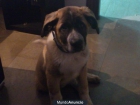 REGALO CACHORRO MASTIN ESPAÑOL - mejor precio | unprecio.es