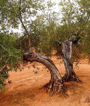 Apadrina  5 olivos por 250 €. al año