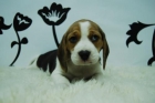 beagle, cachorros tricolor de calidad - mejor precio | unprecio.es