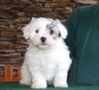 Bichón Habanero cachorro macho (12 semanas) - mejor precio | unprecio.es