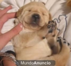 Cachoritos de labrador dorados muy bonitos - mejor precio | unprecio.es