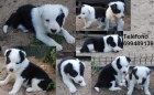 Cachorritos Border Collie - mejor precio | unprecio.es