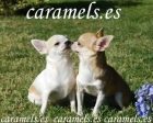 Chihuahuas de caramels especialistas en toys. - mejor precio | unprecio.es