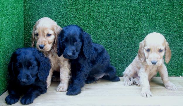 COCKER SPANIEL, NEGROS Y DORADOS 190€
