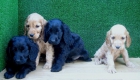 COCKER SPANIEL, NEGROS Y DORADOS 190€ - mejor precio | unprecio.es