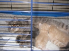Gatitos exóticos - mejor precio | unprecio.es