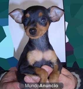 PINCHER MINI